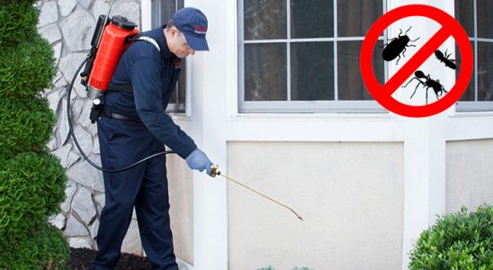 Bodrum Tahtakurusu İlaçlama böcek ilaçlama ve haşere kontrolü — ilaclama-tr.com
